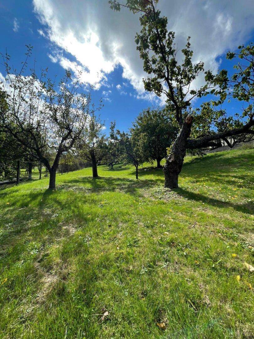 Grüner Garten mit Obstbäumen und sonnigen Rasenflächen.