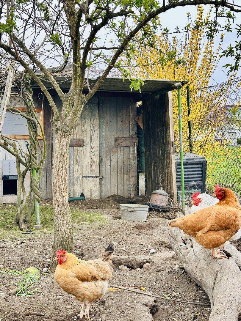 Ländliche Szene mit Hühnern, einem Holzschuppen und Bäumen im Garten.