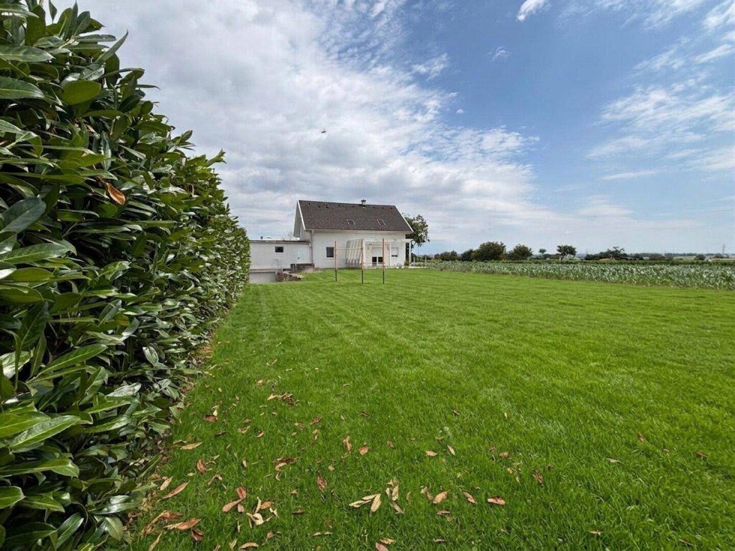 Weitläufiger grüner Garten mit hoher Hecke und Blick auf das Einfamilienhaus.