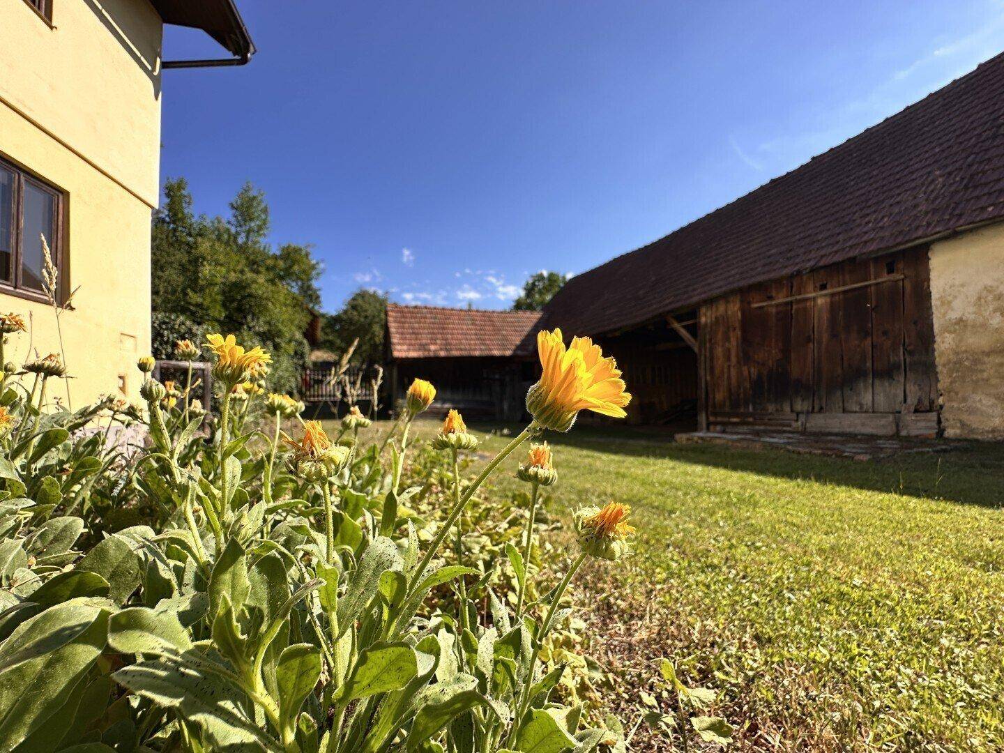 Blühende Blumen im Vordergrund mit ländlichen Nebengebäuden und blauem Himmel im Hintergrund.