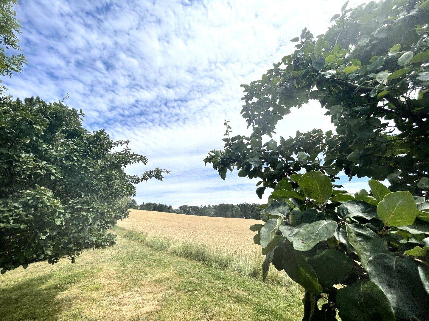 Weitläufige Landschaft mit goldenen Feldern und grünen Bäumen unter einem bewölkten Himmel.