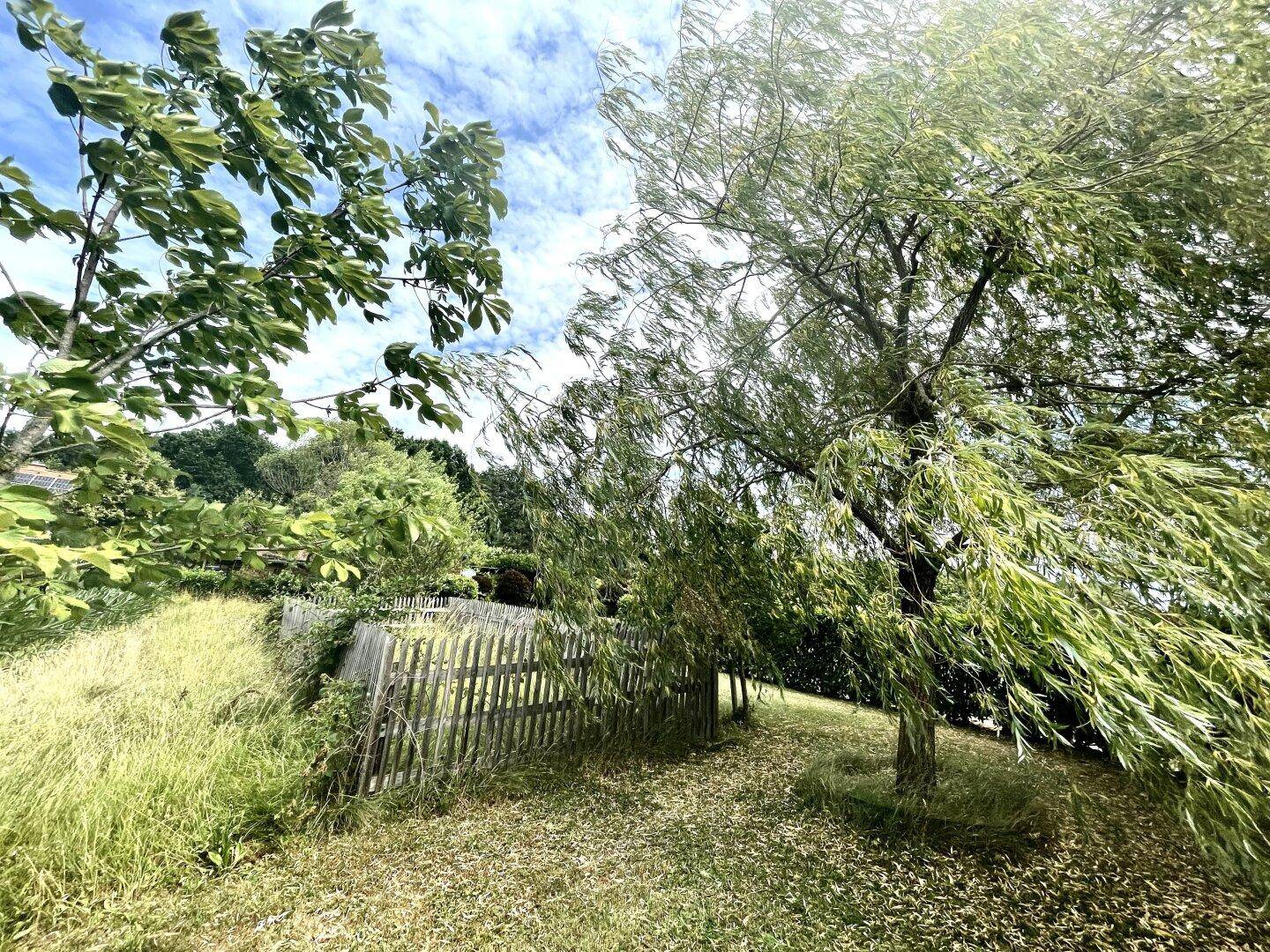 Weidenbaum und Holzzaun in einem grünen Gartenbereich unter blauem Himmel.