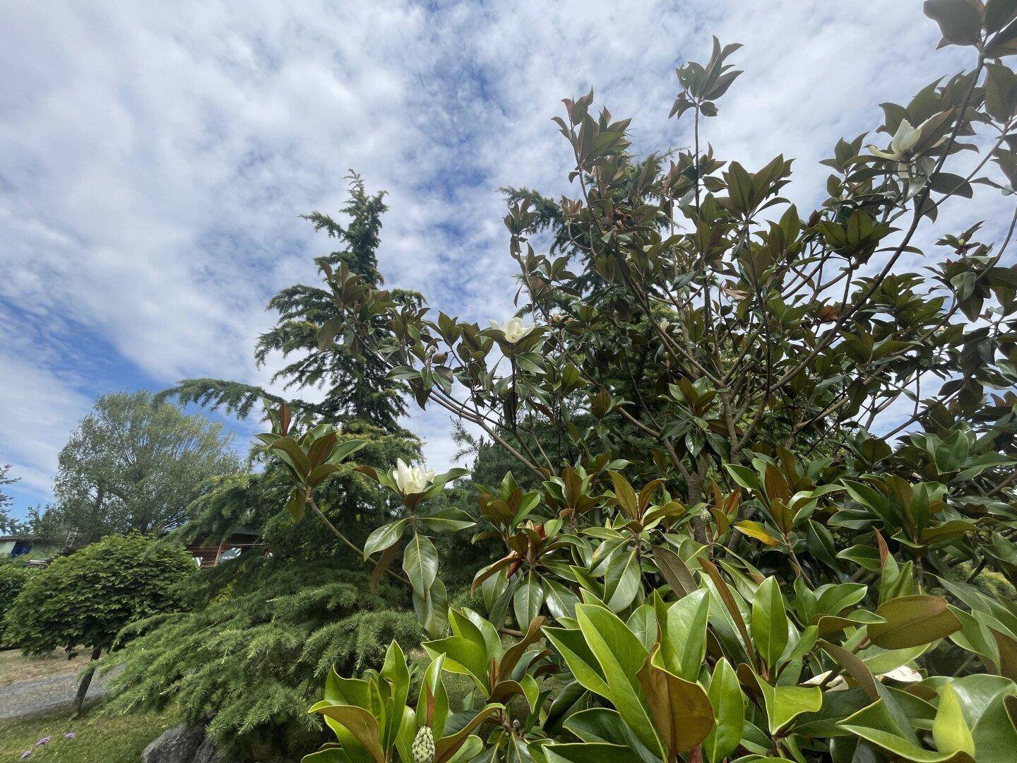 Nahaufnahme von Magnolienblättern und -blüten mit weiteren Bäumen im Hintergrund.