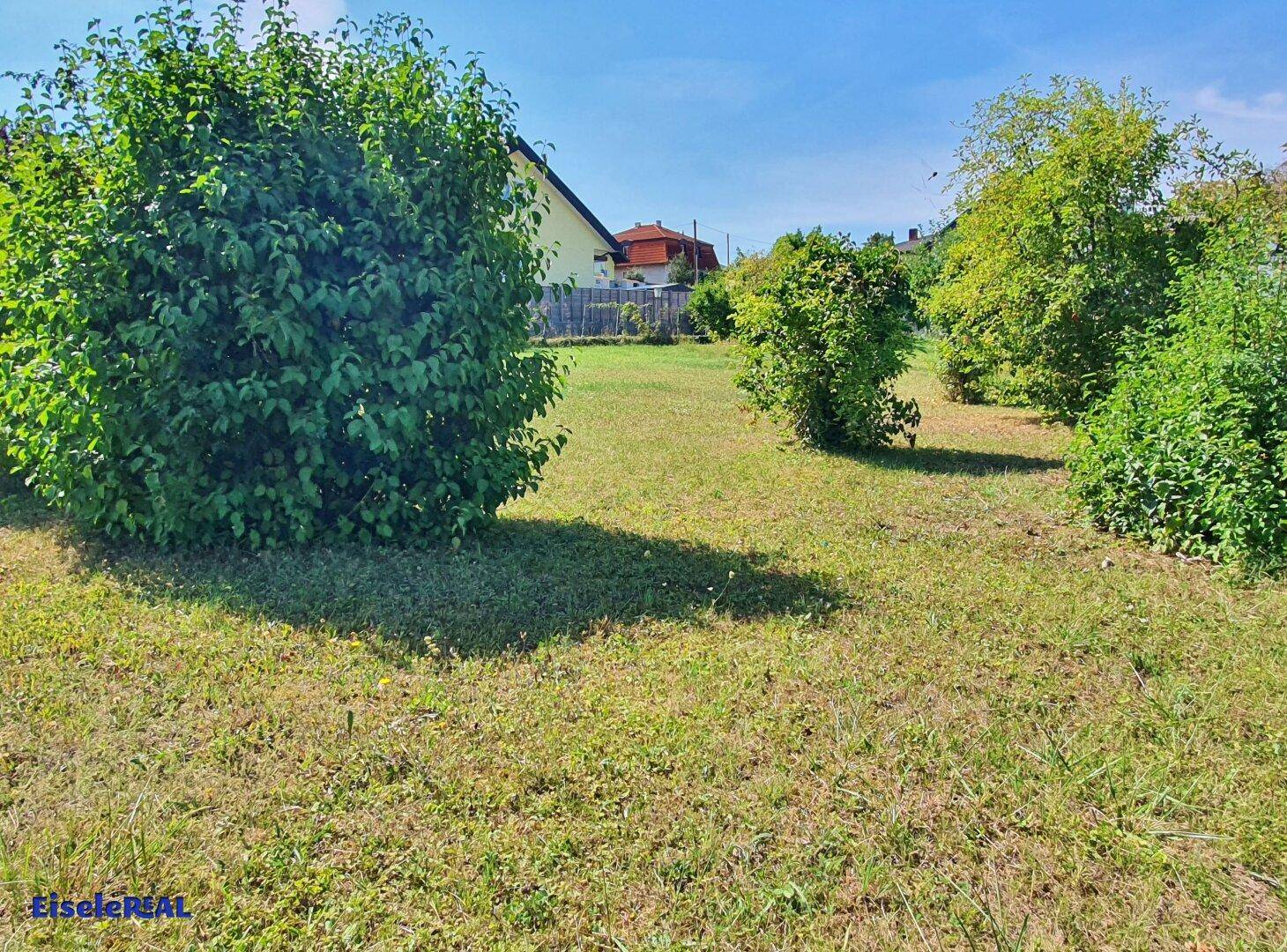 Grünes Grundstück mit mehreren Sträuchern und Bäumen, ideal für die Gestaltung eines Gartens.