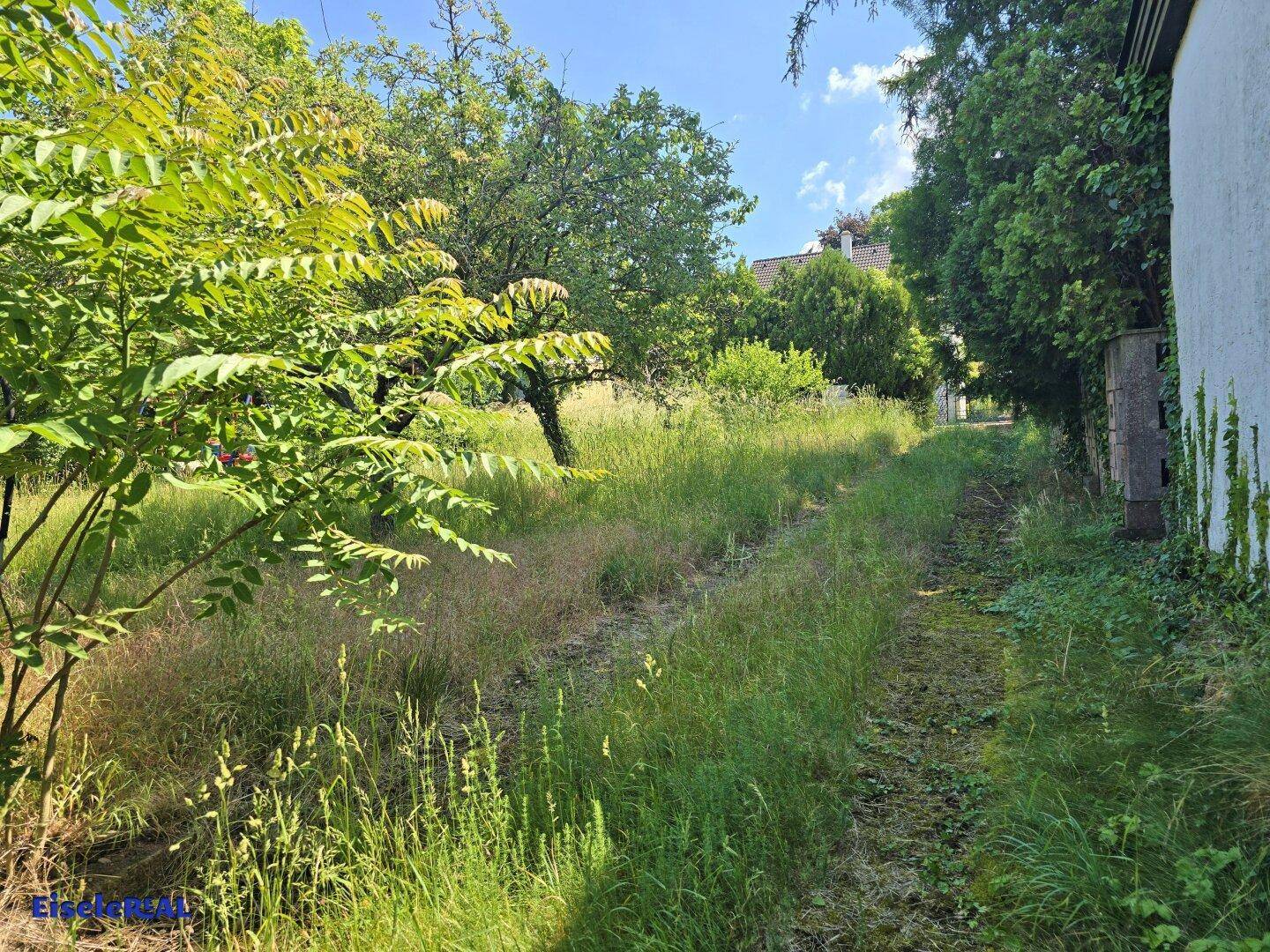 Langer, schmaler Weg durch den verwilderten Garten, gesäumt von Bäumen und Sträuchern.