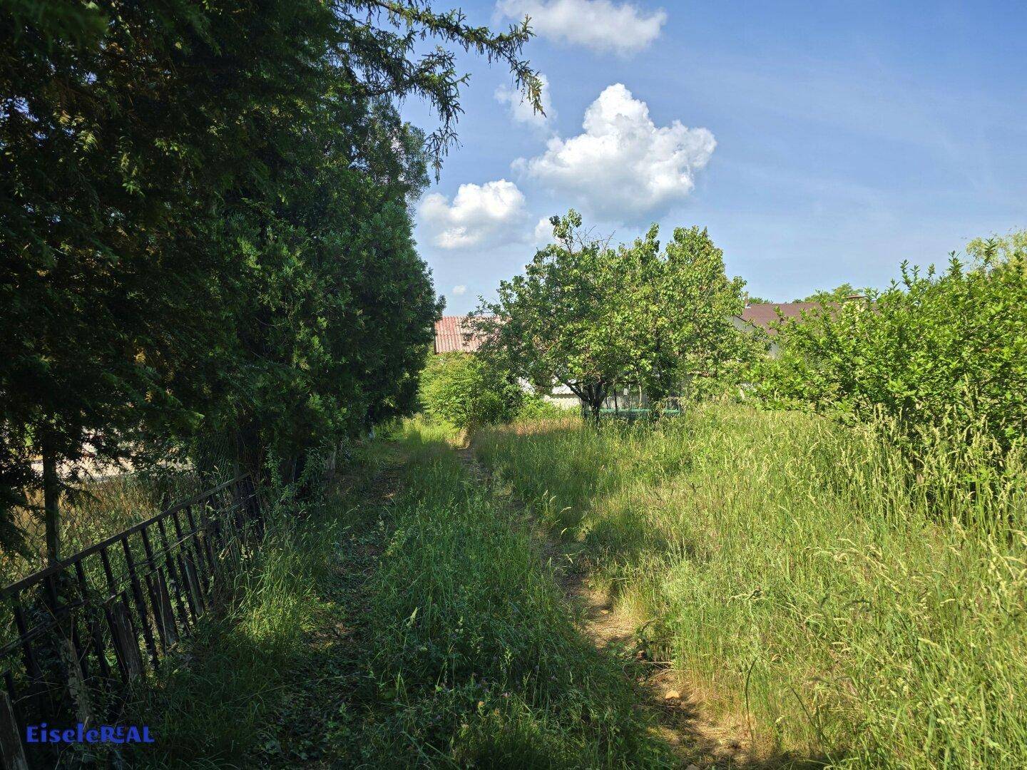 Sonniger Gartenweg mit hohem Gras und Bäumen, der zu einem Haus führt.