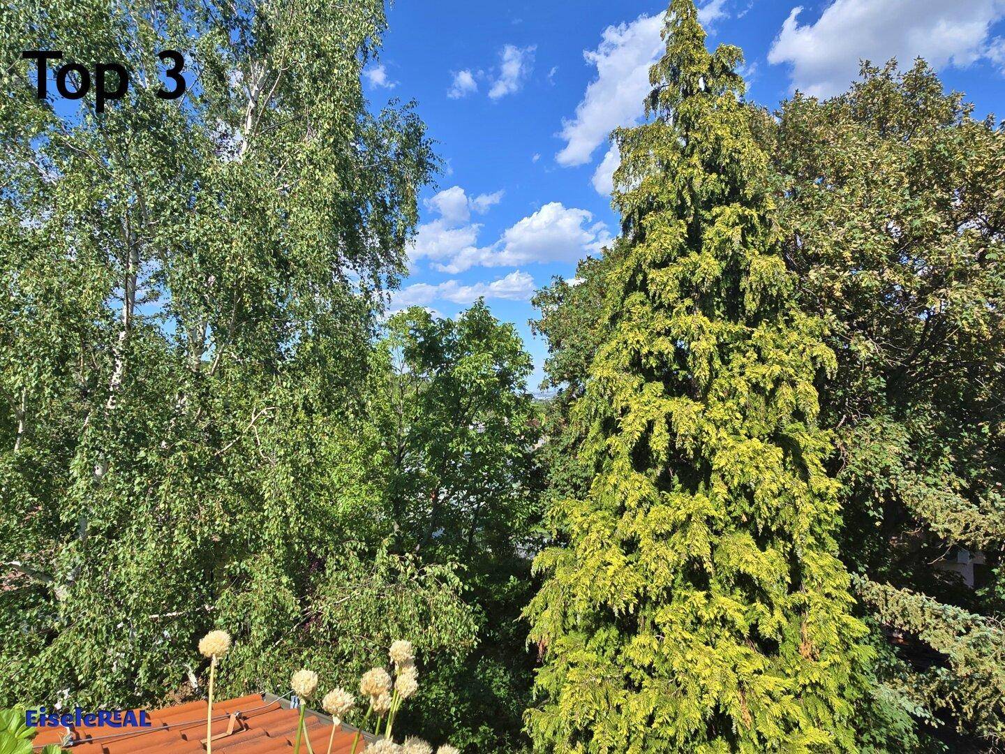 Üppige grüne Bäume unter blauem Himmel, die eine natürliche und ruhige Umgebung schaffen.