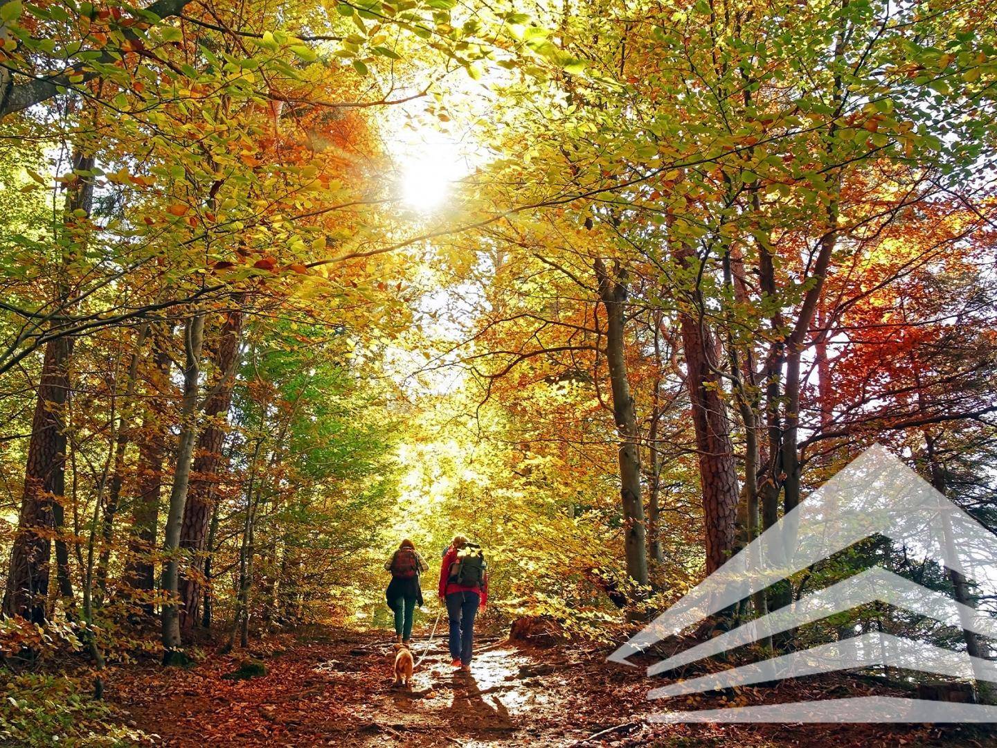 Herbstlicher Waldweg mit Spaziergängern und Hund, beleuchtet von der Sonne durch die bunten Blätter.
