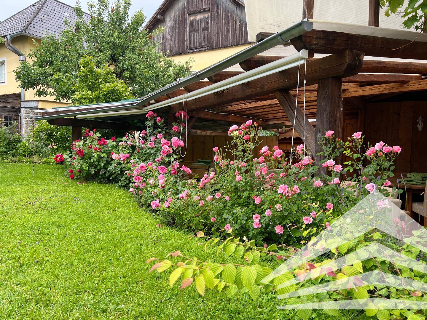 Blühender Gartenbereich mit zahlreichen Rosenbüschen in verschiedenen Rosatönen und grünen Rasenflächen.