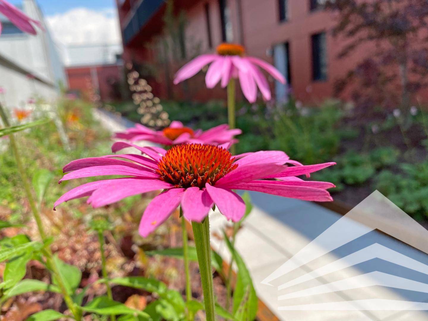 Nahaufnahme von leuchtend rosa Blumen in einem gepflegten Gartenbeet vor moderner Architektur.