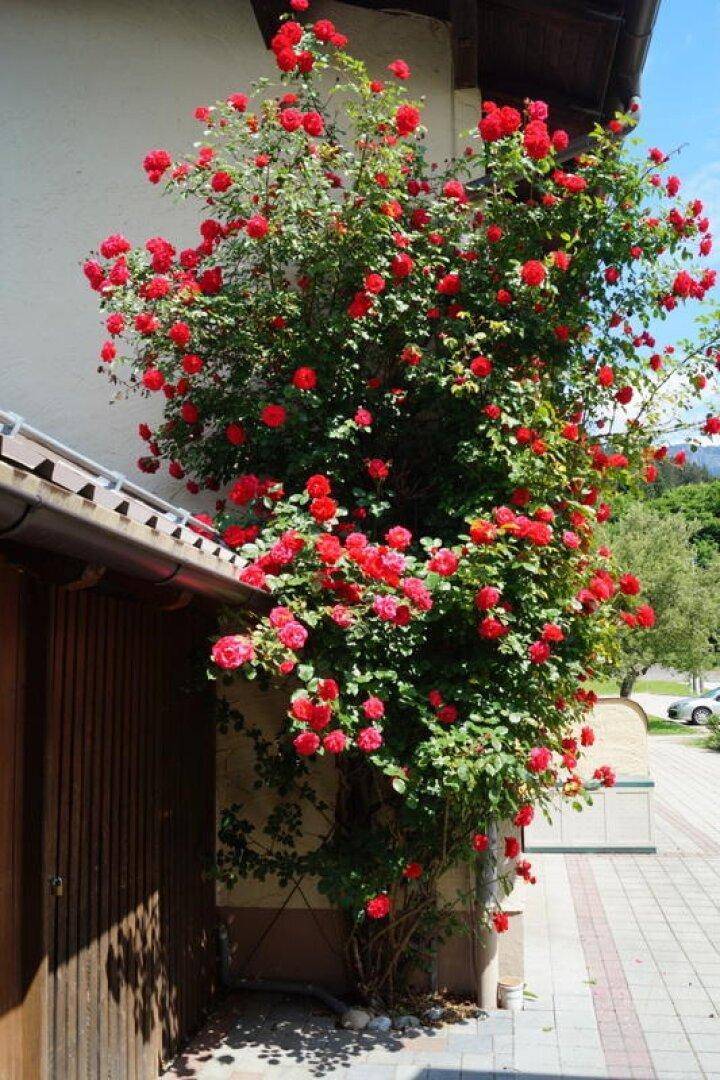 Blumenschmuck