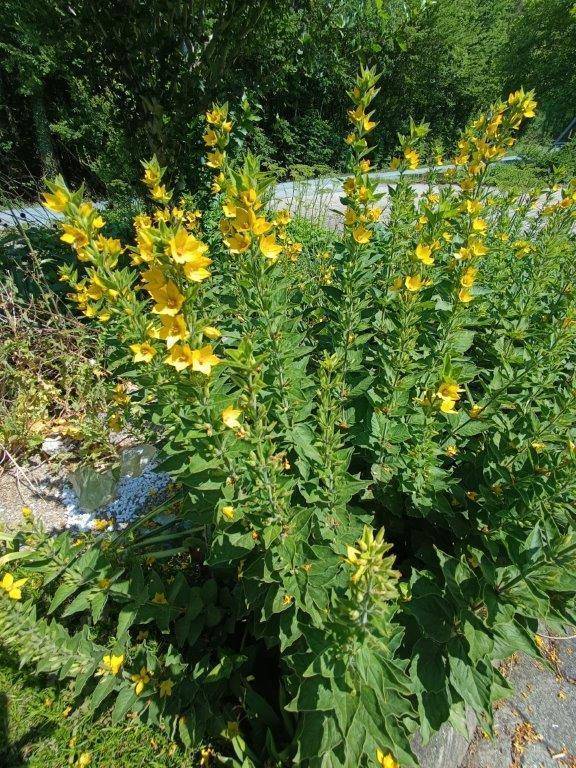 Nahaufnahme von leuchtend gelben Blumen und grünen Pflanzen in einem Garten.