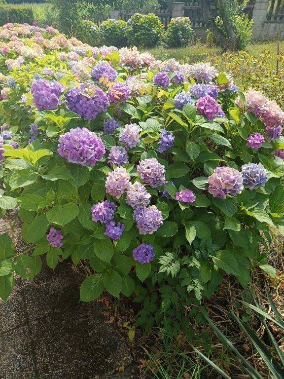 Farbenprächtige Hortensien in voller Blüte, die den Garten mit lebendigen Farben schmücken.