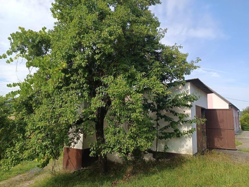 Großer Baum neben einem kleinen Nebengebäude mit braunem Tor auf dem Grundstück.