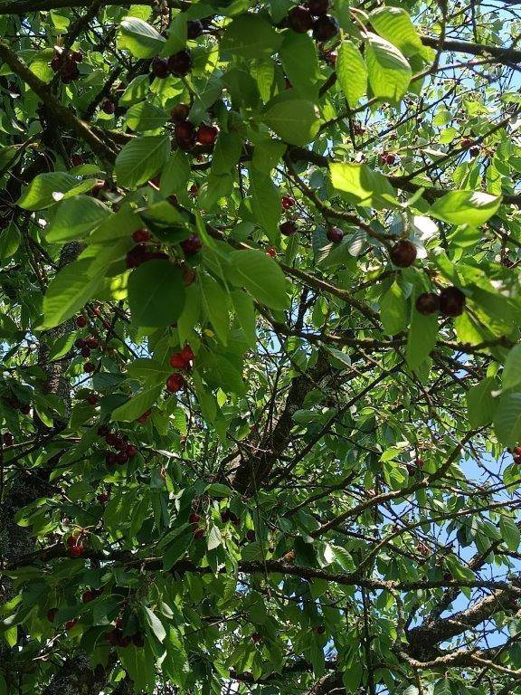 Reife Kirschen hängen an einem Baum mit dichten grünen Blättern unter blauem Himmel.
