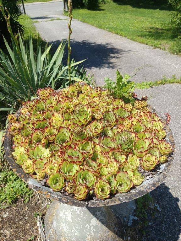 Eine Schale mit verschiedenen Sukkulenten, die auf einem Sockel am Wegesrand platziert ist.