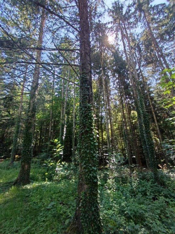 Sonnenlicht fällt durch die hohen Bäume eines Waldes, dessen Stämme mit Efeu bewachsen sind.