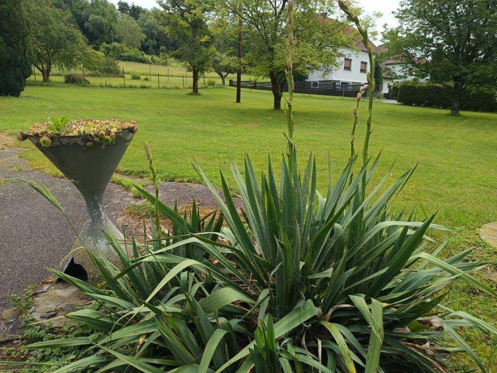 Eine Yucca-Pflanze in einem Topf mit einer weiten Rasenfläche und einem Haus im Hintergrund.