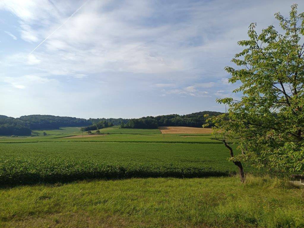Ausgedehnte grüne Felder und Wälder unter einem leicht bewölkten Himmel, mit einem Baum im Vordergrund.