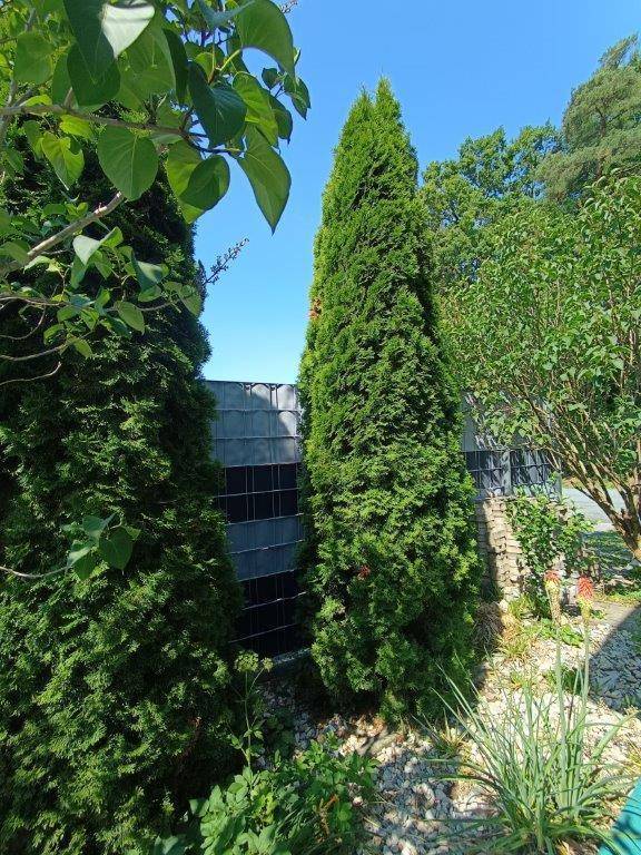 Grüner Gartenbereich mit hohen Nadelbäumen und einem Zaun im Hintergrund.