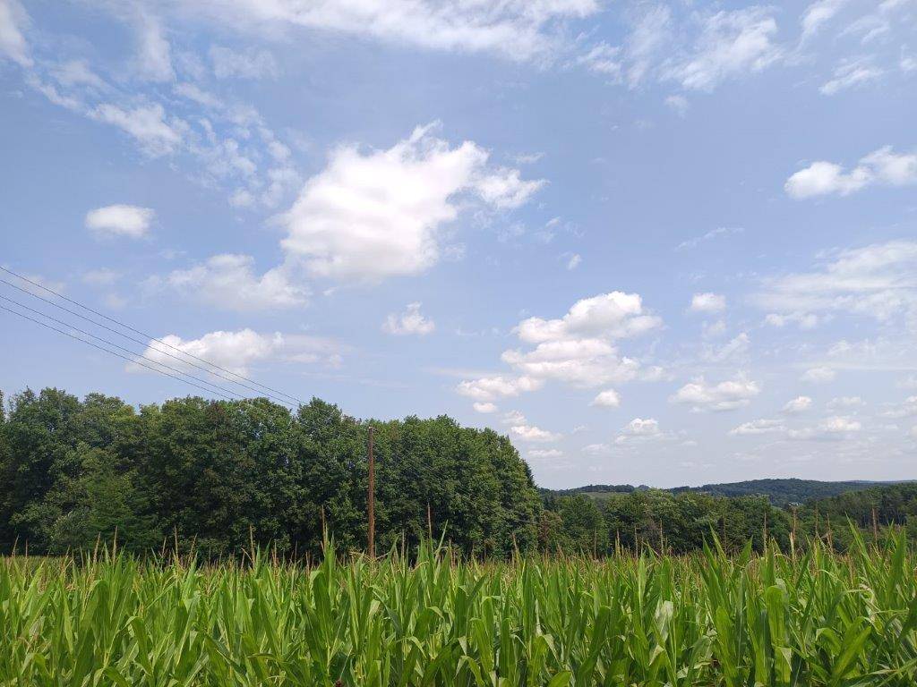 Weites Maisfeld unter blauem Himmel mit weißen Wolken und bewaldeten Hügeln im Hintergrund.