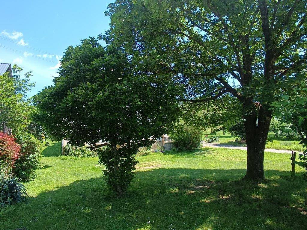 Zwei Bäume auf einer sonnigen Rasenfläche, umgeben von weiterer Vegetation und einem Zaun im Hintergrund.