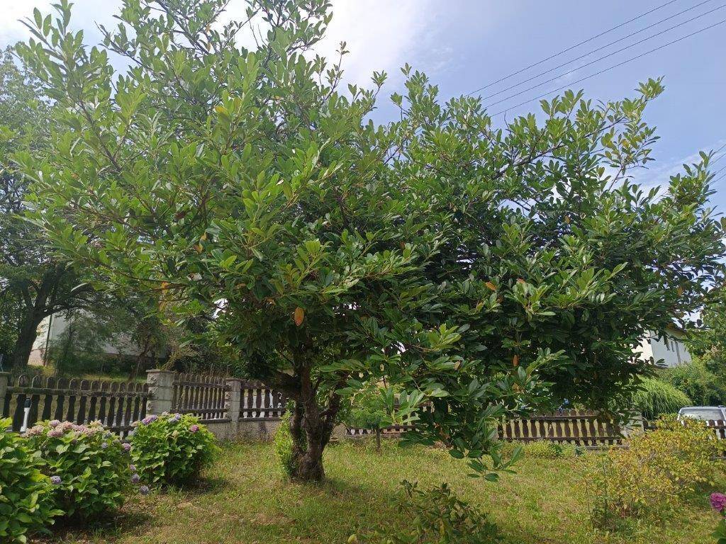 Großer Baum im Garten mit üppigem Laub, umgeben von einem Holzzaun und weiteren Pflanzen.