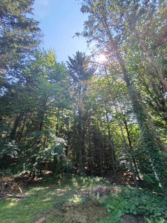 Sonnenstrahlen durchdringen das Blätterdach eines dichten Waldes mit hohen Bäumen.