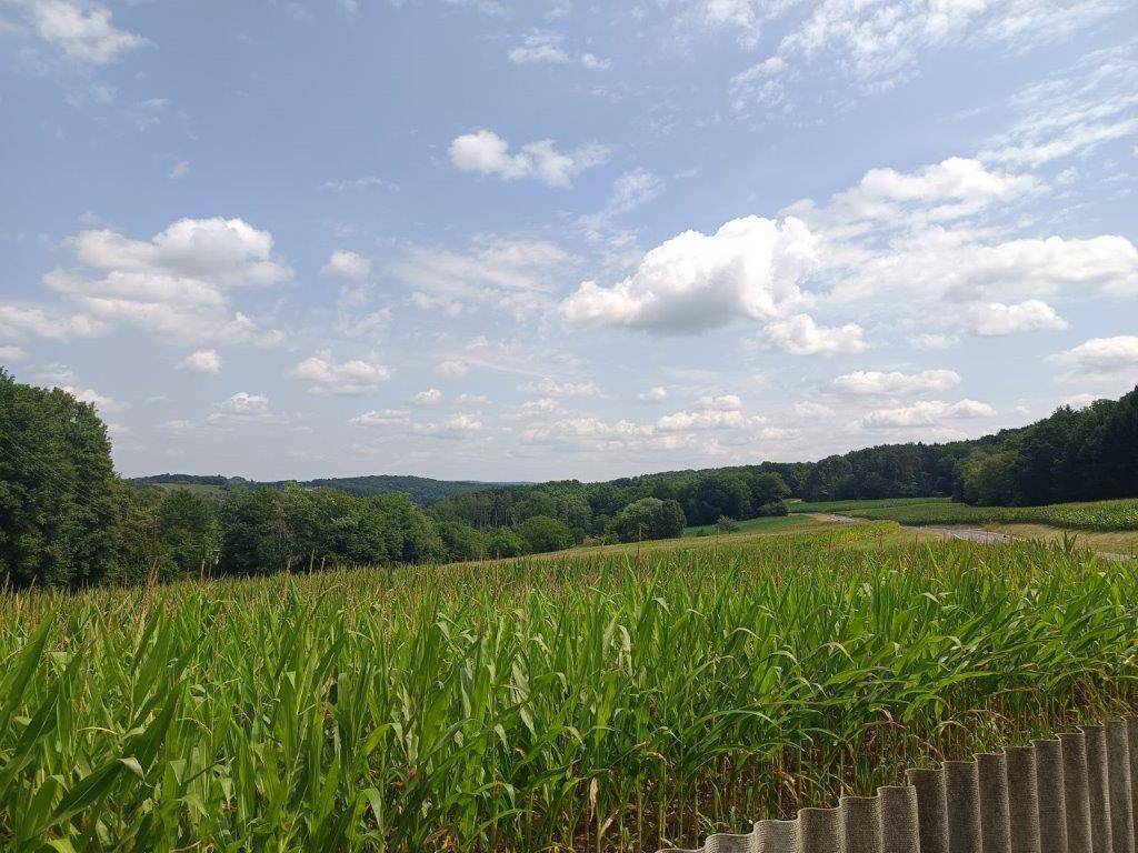 Panoramablick über ein grünes Maisfeld und die hügelige, bewaldete Landschaft unter blauem Himmel.