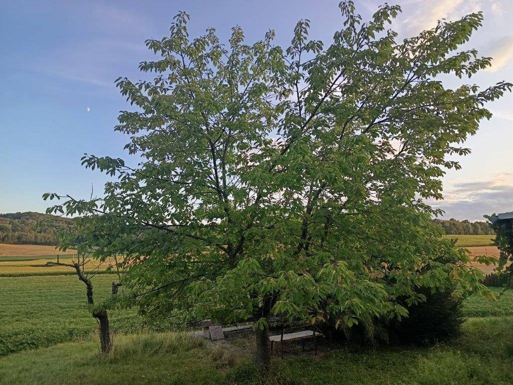 Großer Baum mit Sitzbank im Grünen, umgeben von Feldern und Hügeln unter einem Abendhimmel.