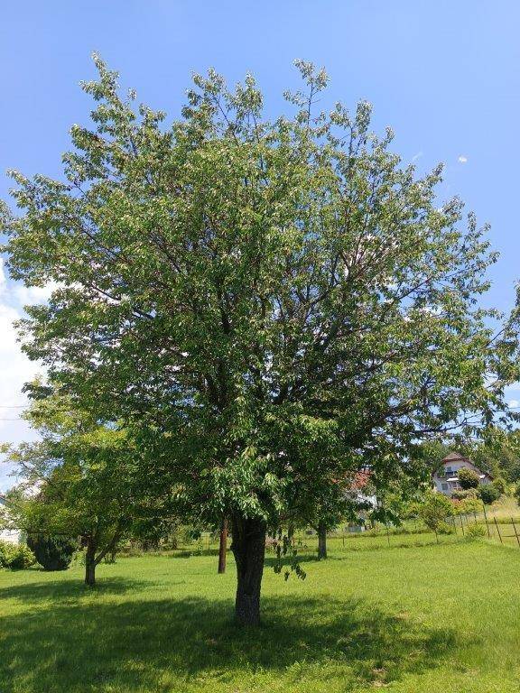 Großer, alter Baum auf einer weitläufigen grünen Rasenfläche unter einem klaren blauen Himmel.