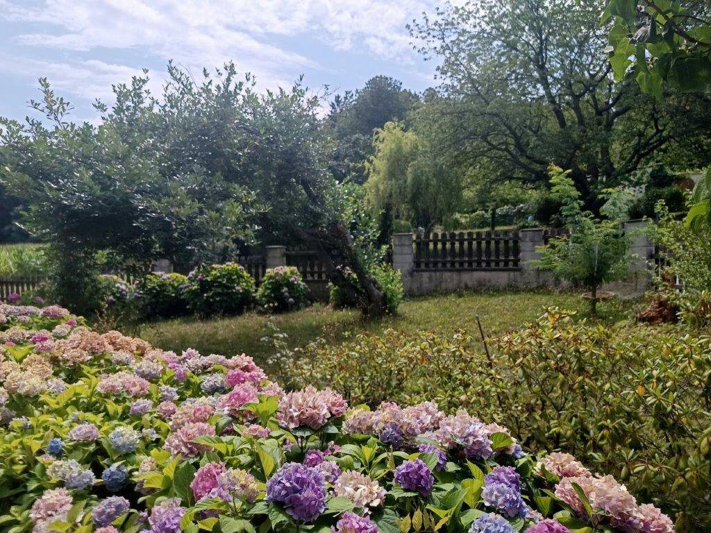 Blühender Garten mit Hortensien, umgeben von einem Holzzaun und Bäumen im Hintergrund.