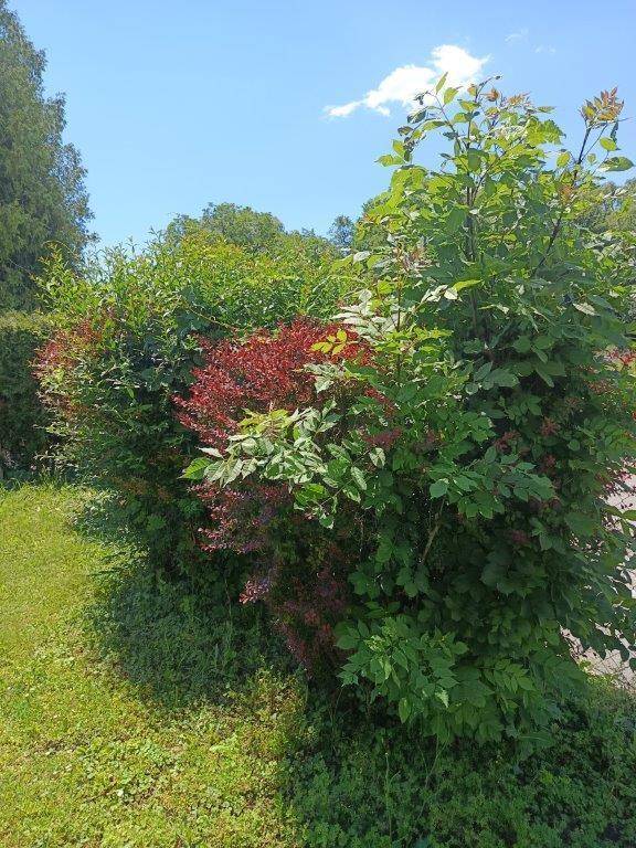 Üppige grüne Sträucher und Büsche mit roten Blättern in einem sonnigen Gartenbereich.