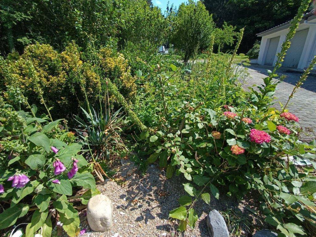 Bunter Gartenbereich mit verschiedenen Pflanzen, Blumen und einem Kiesweg.