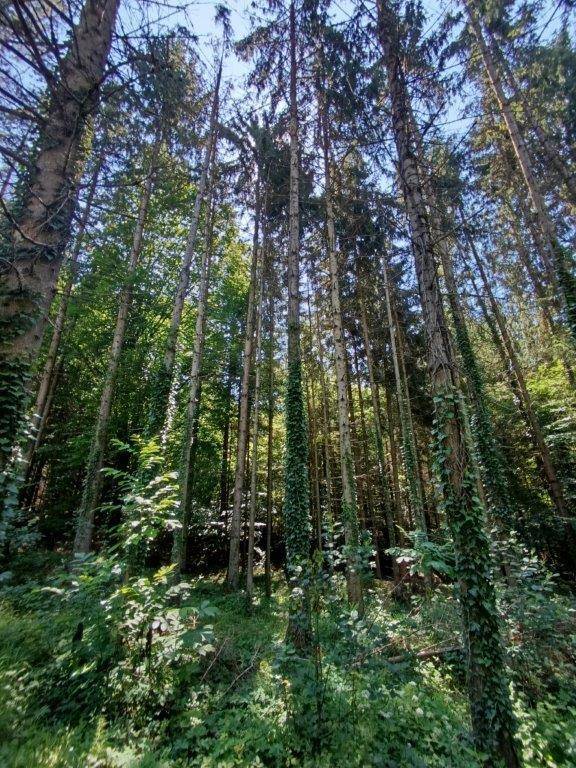 Hohe Bäume mit Efeu bewachsen im Wald, das Sonnenlicht fällt durch das dichte Blätterdach.