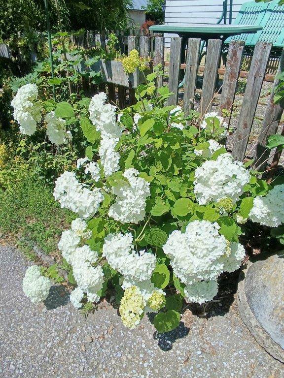 Großer, blühender weißer Hortensienbusch neben einem rustikalen Holzzaun im Garten.