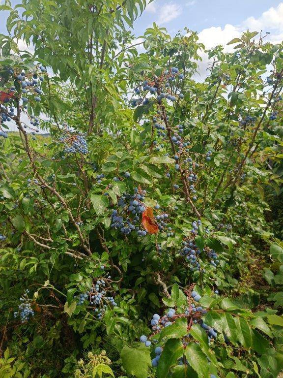 Strauch mit blauen Beeren und grünen Blättern, der auf dem Grundstück wächst.
