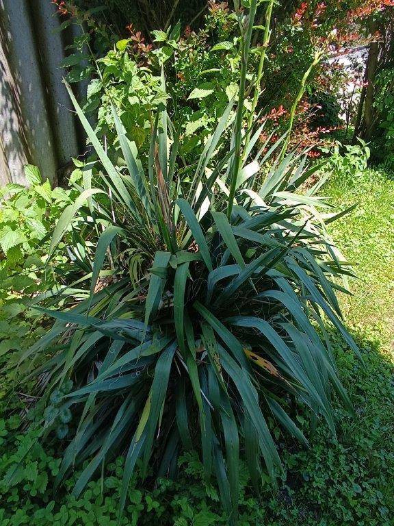 Nahaufnahme einer grünen Pflanze mit langen Blättern, umgeben von kleineren Pflanzen und Gras.