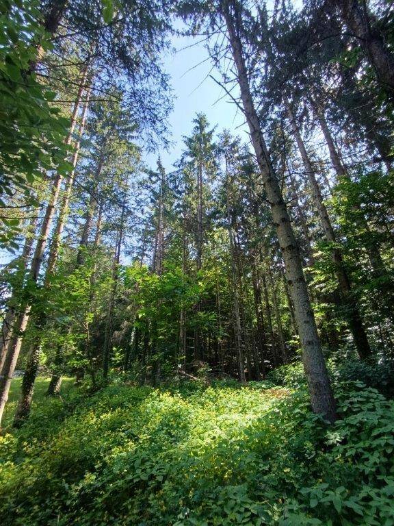 Hohe Bäume in einem dichten Wald, durch deren Blätter die Sonne scheint.
