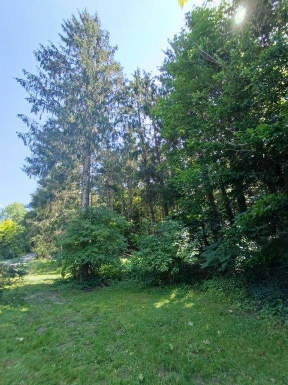Dichter Waldrand mit hohen Bäumen und sonnigem Grün, das die Natur umgibt.