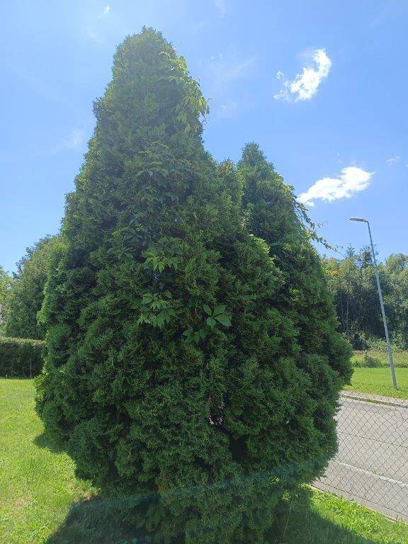 Hoher, kegelförmiger Nadelbaum mit dichtem Grün, umgeben von Rasen und einem Zaun.