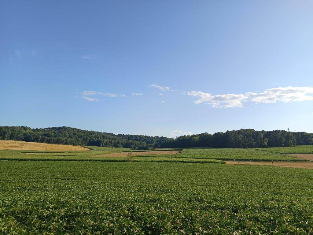 Weite grüne Felder und Wälder unter einem klaren blauen Himmel, typisch für ländliche Umgebung.