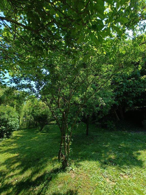 Üppiger grüner Garten mit Bäumen und schattigen Rasenflächen an einem sonnigen Tag.