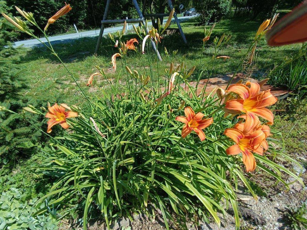 Strauch mit leuchtend orangefarbenen Blumen und langen grünen Blättern im Garten.