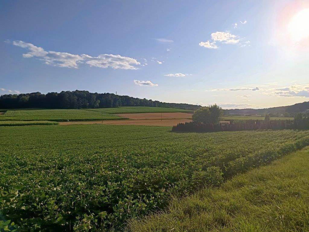 Sonnige Landschaft mit ausgedehnten grünen Feldern und bewaldeten Hügeln unter blauem Himmel.