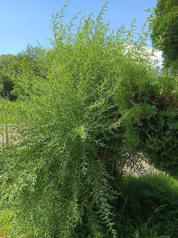 Grüner, buschiger Strauch mit vielen kleinen Blättern, der in der Sonne steht.