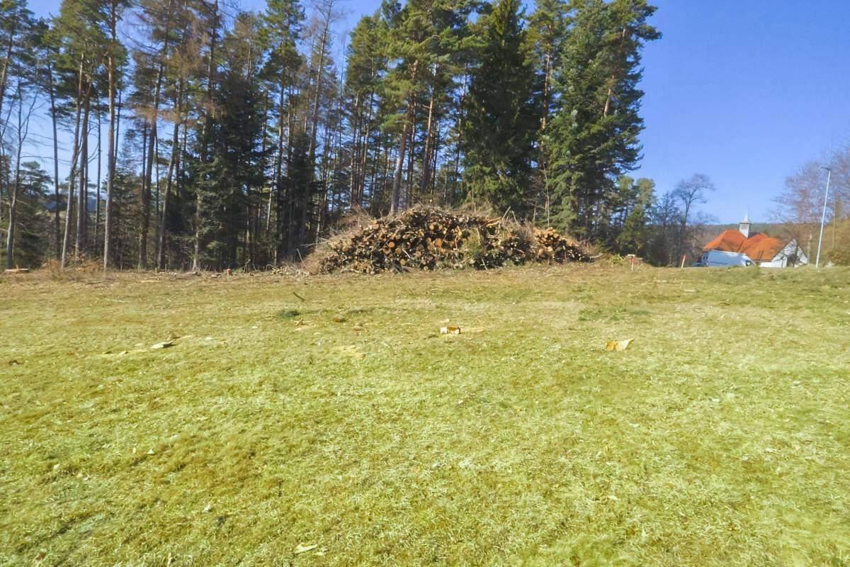 Offenes Wiesengrundstück mit großem Holzstapel am Waldrand, umgeben von hohen Kiefern.