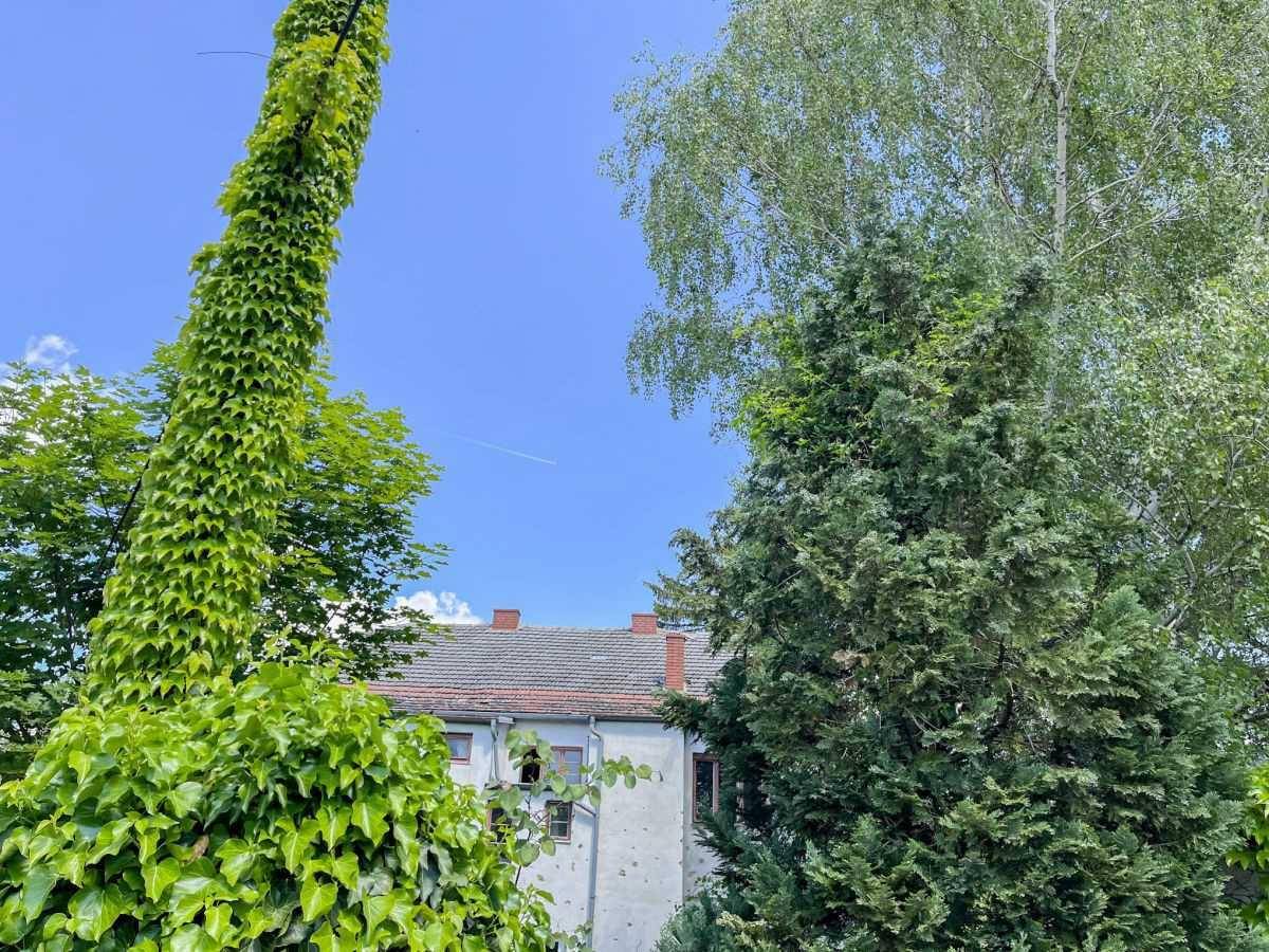 Blick auf das Dach des Hauses durch hohe Bäume und üppiges Grün vor blauem Himmel.