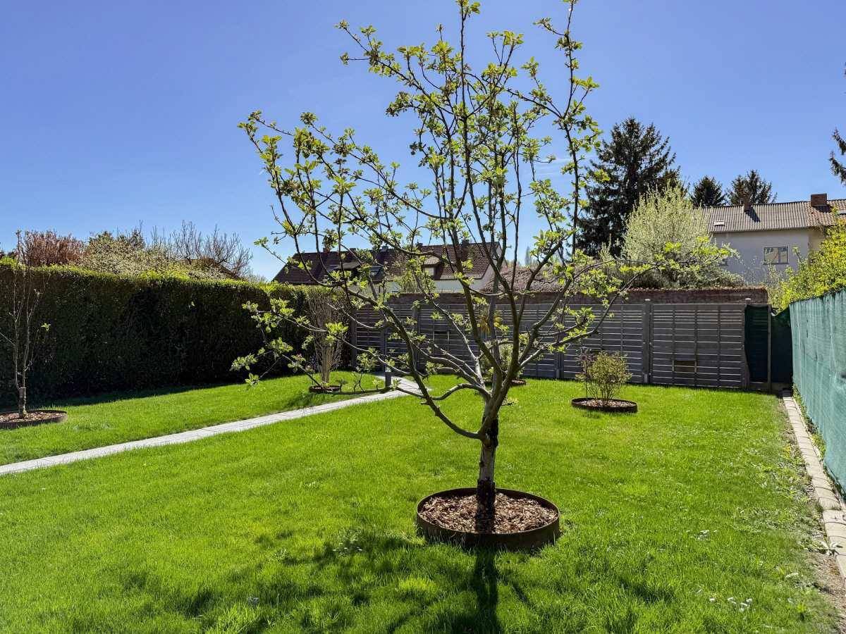 Grüner Garten mit einem jungen Baum, umgeben von Rasen und einer Holzumrandung.