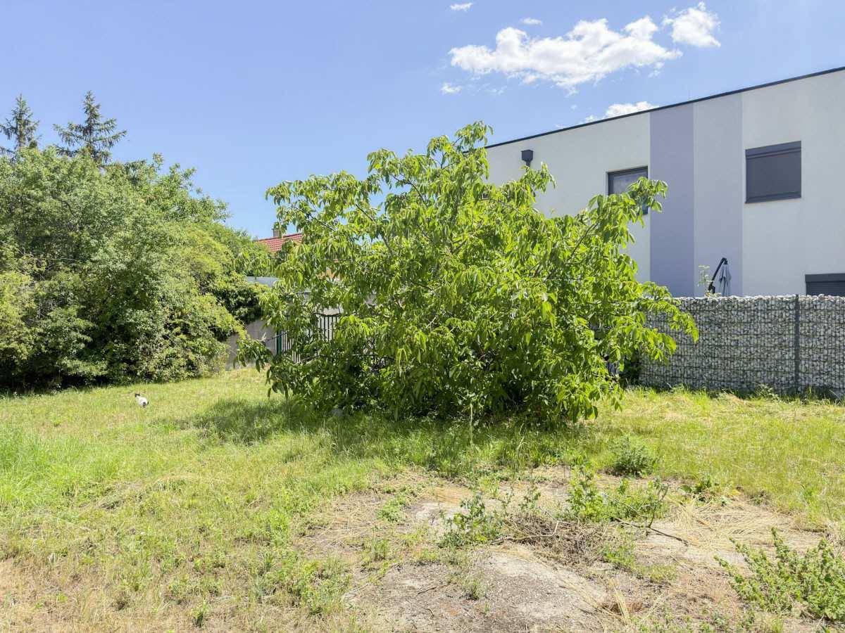 Große Rasenfläche mit einem Baum und einem modernen Gebäude im Hintergrund.